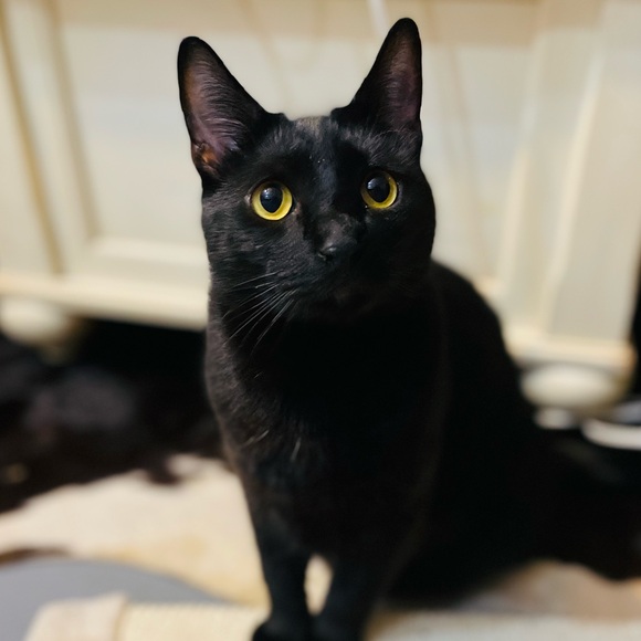 blackcatvoodoo